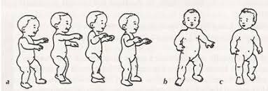 Etapas del desarrollo