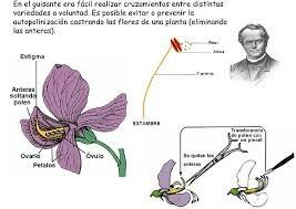 la genetica de los guisantes de mendel