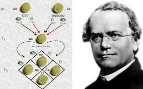 Leyes de Mendel de la herencia genetica