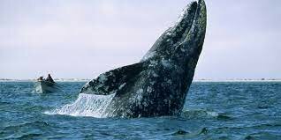 1854 - Whaling Begins