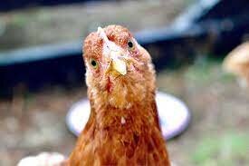 October 6, 1902 - "The Chicken Wars"