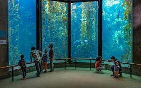 1984 - Monterey Bay Aquarium Opens