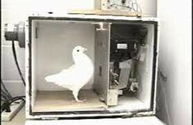 Skinner: experimento palomas
