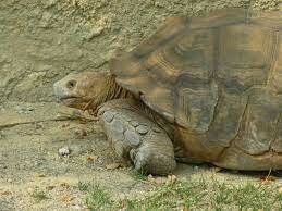 oleada de extinción II