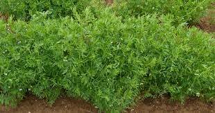 Domesticación de plantas