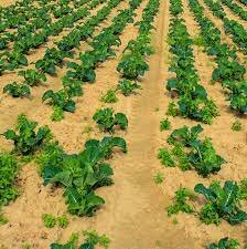 estrategias para el cultivo