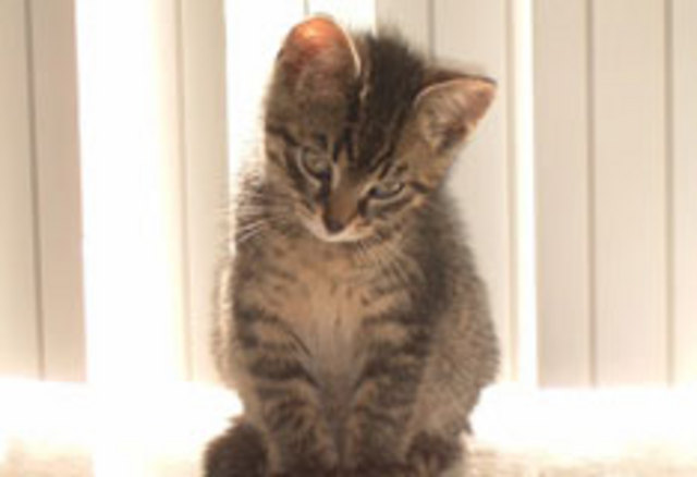 Dierenbescherming - 1.000.000,-