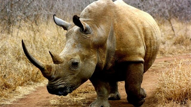 Peligro de extinción: rinoceronte