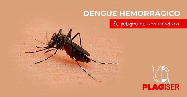 Dengue