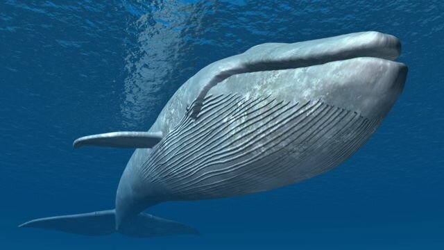 Peligro de extinción: ballena azul