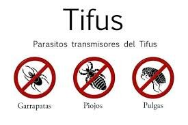 Tifus