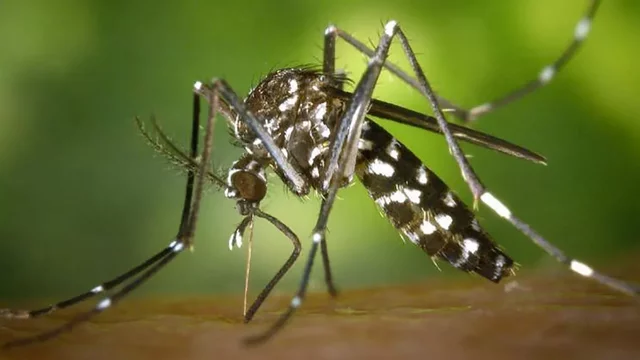 Chikungunya