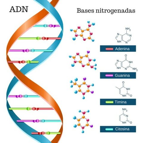 Se descubre la estructura del ADN