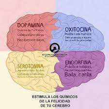 Se descubre la química cerebral