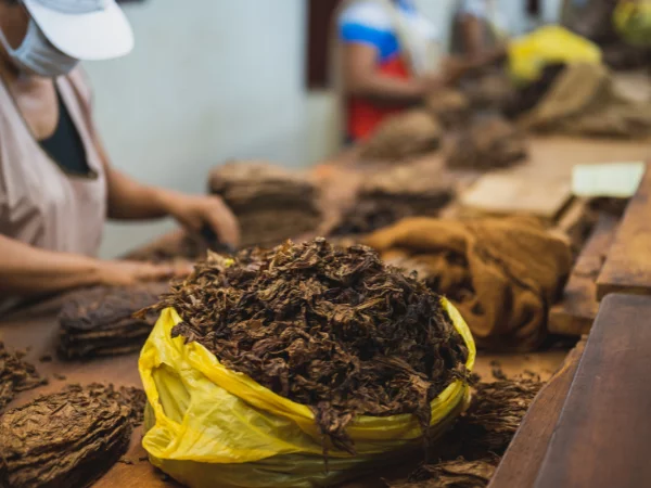 Exportación de Tabaco