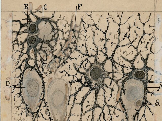 Cajal en la Sociedad Anatómica Alemana