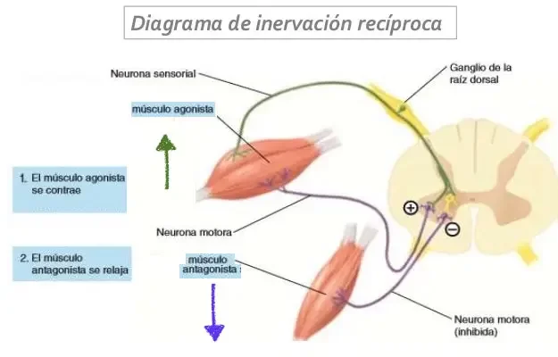 Postulan la Teoría del Inervación Recíproca