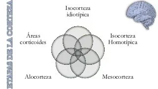 Von Economo distingue las cortezas homotípicas