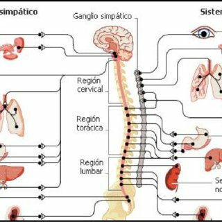 Nauta define las conexiones en el sistema nervioso