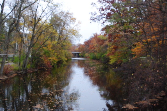 Red Cedar River Picture 7