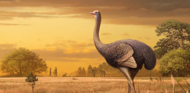 El Moa (Dinornithidae) o “ave elefante”