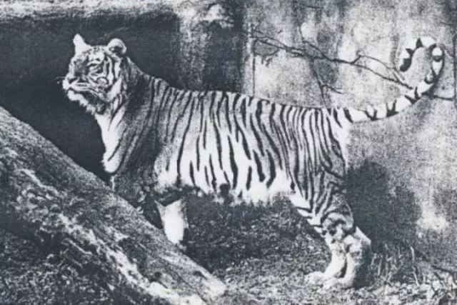 El tigre de Bali