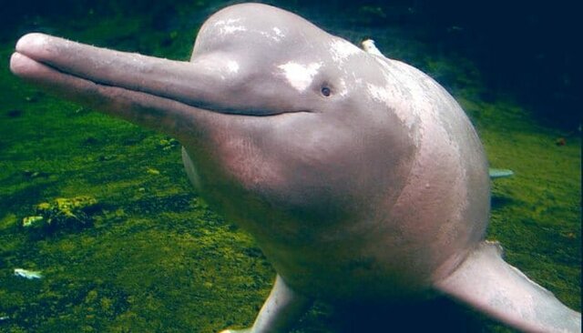 El Delfin de Rio Chino o Baiji