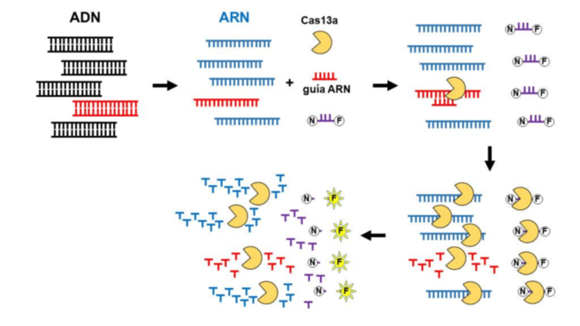 Diagsnotico con ADN