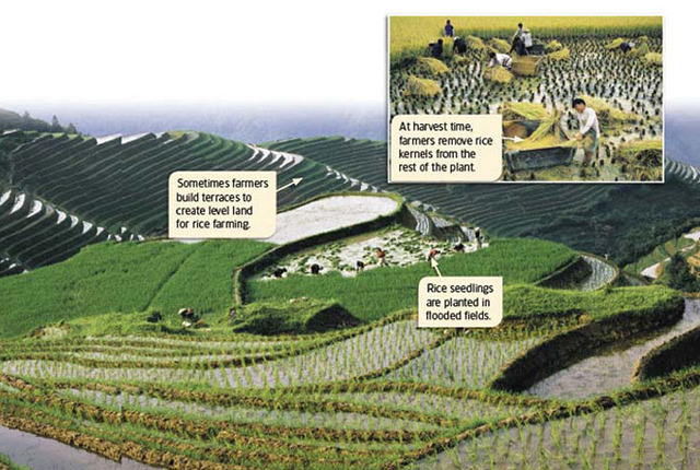 Creadion of terraces