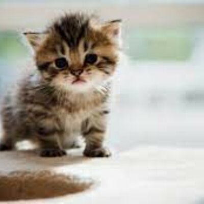 Timeline:  LA VIDA DEL LIBERTADOR ARGENTINO, GRAL. DON JOSÉ DE SAN MARTÍN.