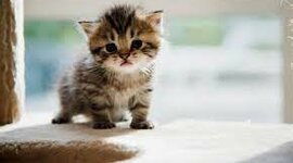 Timeline:  LA VIDA DEL LIBERTADOR ARGENTINO, GRAL. DON JOSÉ DE SAN MARTÍN.