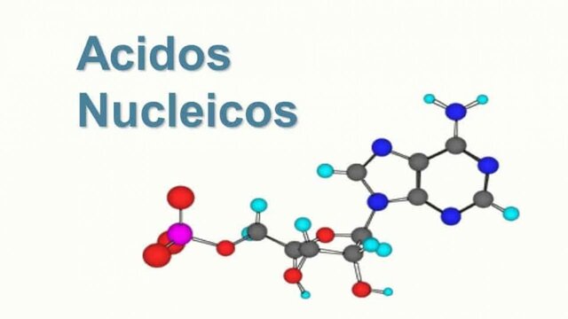 Modelo para la conformación de los ácidos nucleicos