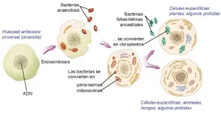 López-García & Moreira