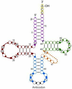 RNA de transferencia