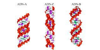 Estructura de DNA-Z