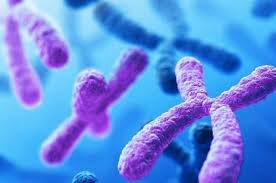 Visualización de intrones