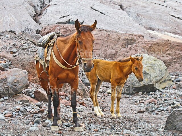 The horse as a means of transporting goods