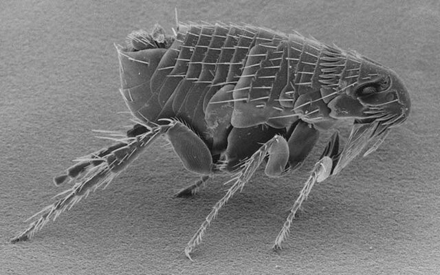 Epidemia de tifo (Nápoles)