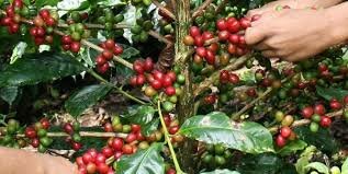 El café en América