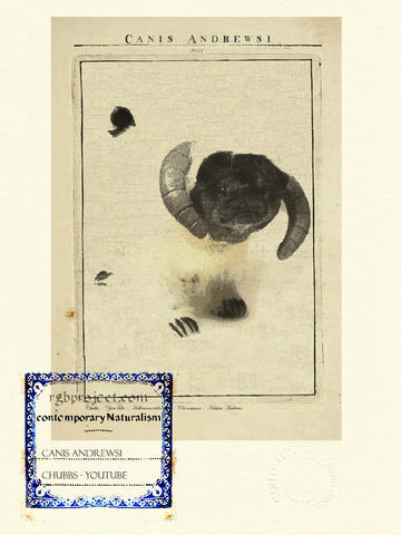 Canis Andrewsi