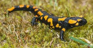 Nicandro de Colofón