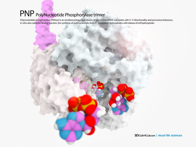 Polinucleotido fosforilasa