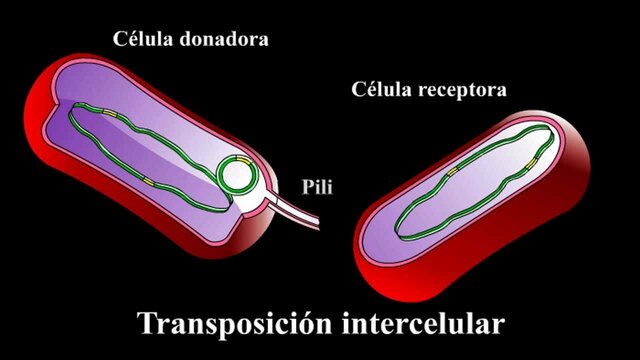 Transposicion
