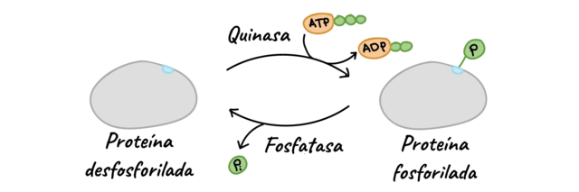 Mecanismos de fosforilación y desfosforilación reversibles