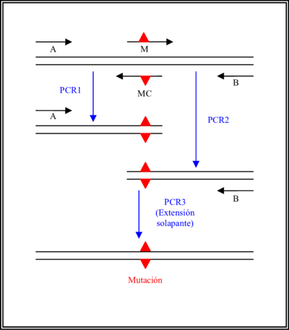 Mapa genético humano y mutagénesis dirigida