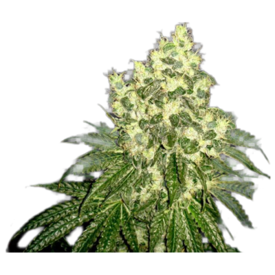 Timeline: Historia de la semilla