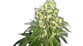 Timeline: Historia de la semilla