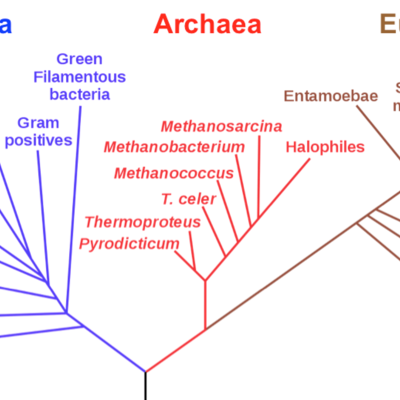 Timeline: Evolution Through Time: How the Theory of Natural Selection Came to Be