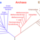 1600px phylogenetic tree of life corrected