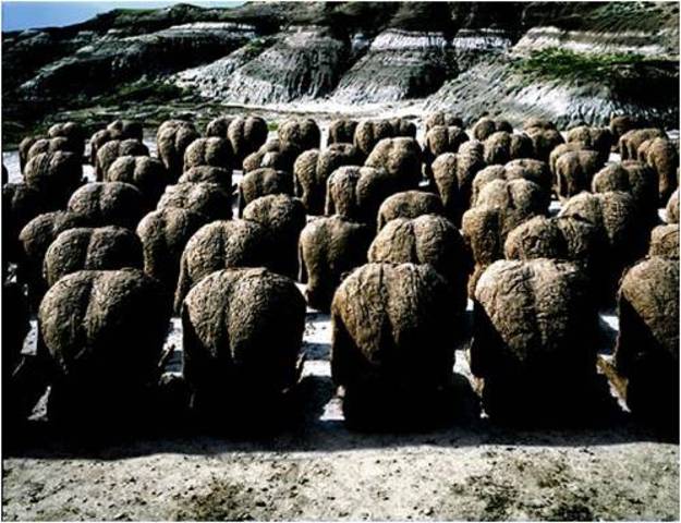 Magdalena Abakanowicz. 80 Backs, 1982